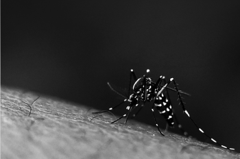 Arrastão de Prevenção contra a Dengue irá notificar residências com foco do mosquito: reincidência gera multa de R$832,00