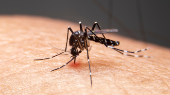 Itaipulândia chega a 497 casos confirmados de dengue